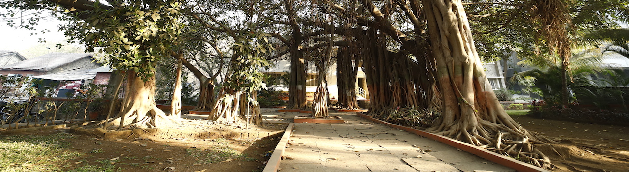 Banyan Tree